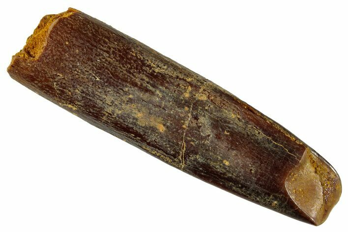 Fossil Sauropod Dinosaur (Titanosaur) Tooth - Morocco #267287